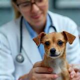 Veterinarian examining a small dog